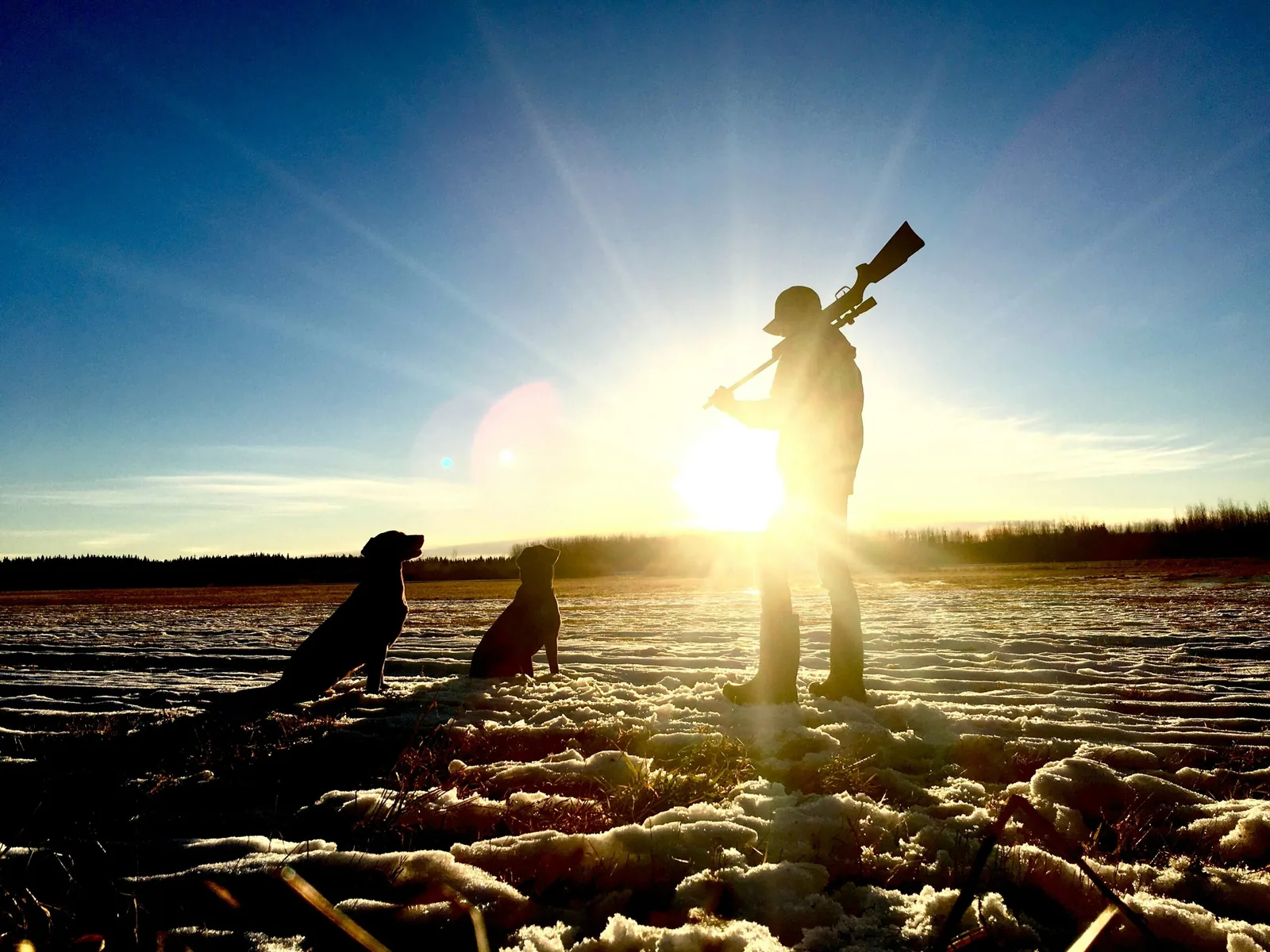 A hunter walking out at sunrise with a shotgun and two dogs alongside